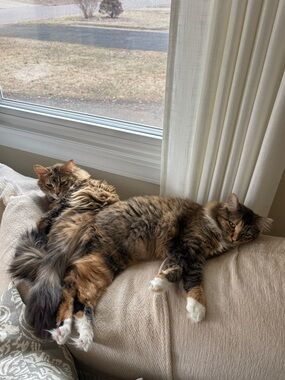 Meet your Posher, Rachel